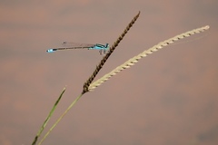 Acanthagrion