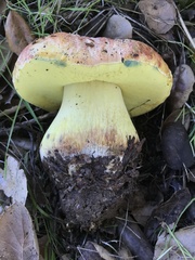 Butyriboletus querciregius
