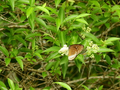 Euploea sylvester coreta