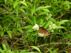 Euploea sylvester coreta
