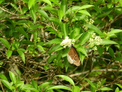 Euploea sylvester coreta
