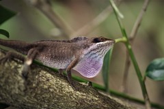 Anolis carolinensis