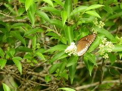 Euploea sylvester coreta