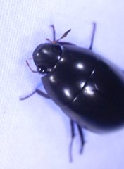 Hydrobiomorpha casta