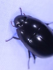 Hydrobiomorpha casta