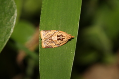 Adoxophyes privatana