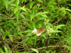 Euploea sylvester coreta
