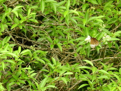 Euploea sylvester coreta