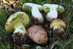 Butyriboletus querciregius