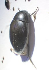 Hydrophiloidea