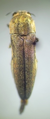 Agrilus obtusus
