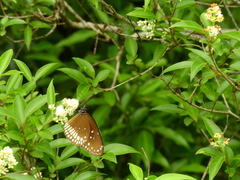 Euploea sylvester coreta