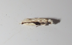 Erechthias atririvis