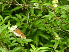 Euploea sylvester coreta