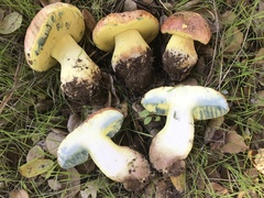 Butyriboletus querciregius