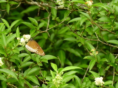 Euploea sylvester coreta