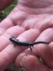 Aneides flavipunctatus