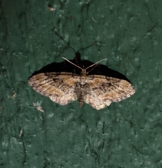Eupithecia rotundopuncta