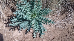 Argemone platyceras