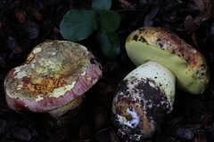 Butyriboletus querciregius