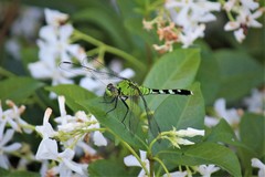 Erythemis simplicicollis