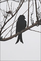 Dicrurus adsimilis fugax