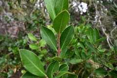 Acokanthera oppositifolia