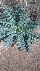 Argemone platyceras