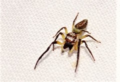 Opisthoncus grassator