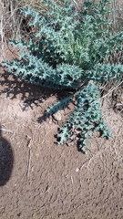 Argemone platyceras