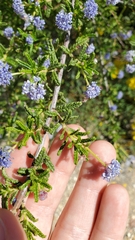 Ceanothus papillosus