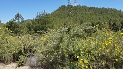 Ceanothus papillosus