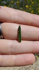 Ceanothus papillosus