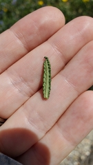 Ceanothus papillosus