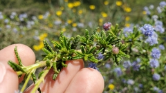 Ceanothus papillosus
