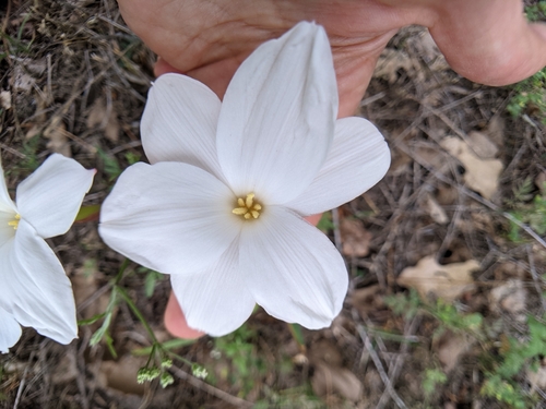 Prairie Lily