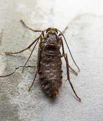 Operophtera occidentalis