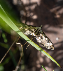 Ischnurges illustralis