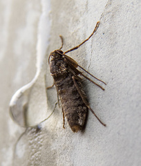 Operophtera occidentalis