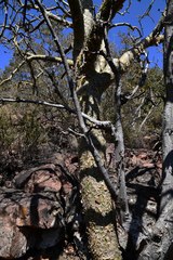 Commiphora marlothii