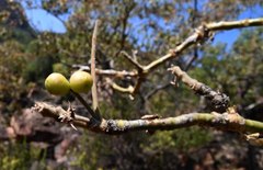 Commiphora marlothii