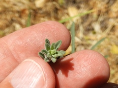 Erigeron inornatus