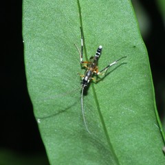Xanthocryptus novozealandicus