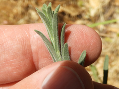 Erigeron inornatus