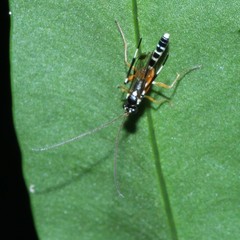 Xanthocryptus novozealandicus