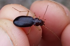 Nebria eschscholtzii
