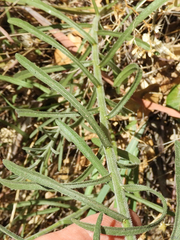 Erigeron inornatus