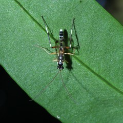 Xanthocryptus novozealandicus