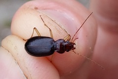 Nebria eschscholtzii