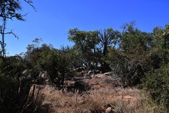 Euphorbia zoutpansbergensis